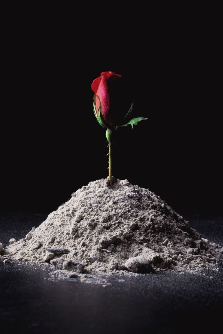 dalla crisi alla rinascita