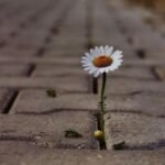 resilienza