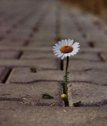 resilienza